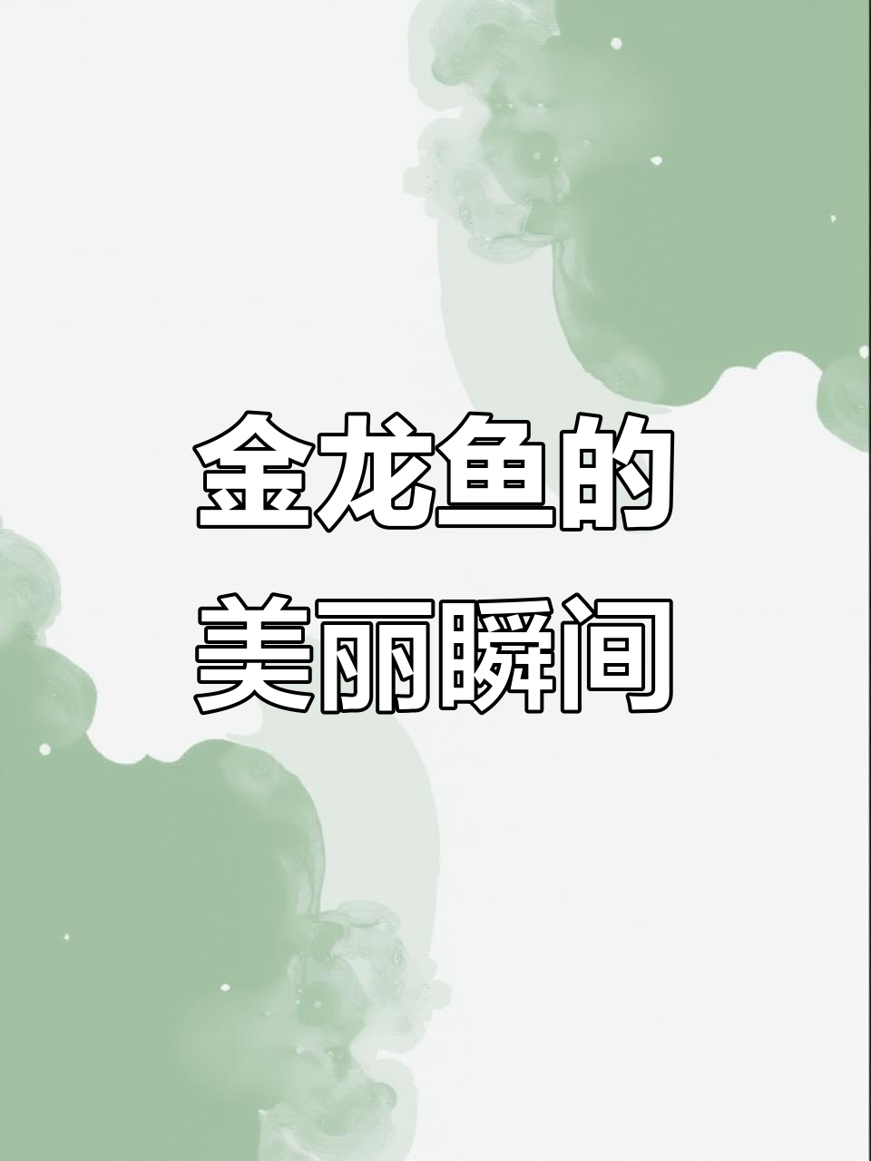 只有大富大贵的人才能看到这五彩斑斓的紫罗兰金龙鱼,太美了!