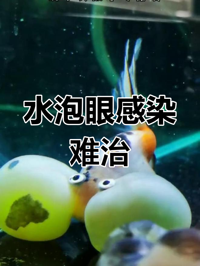 水泡金鱼遭遇水质危机,治疗之路艰难