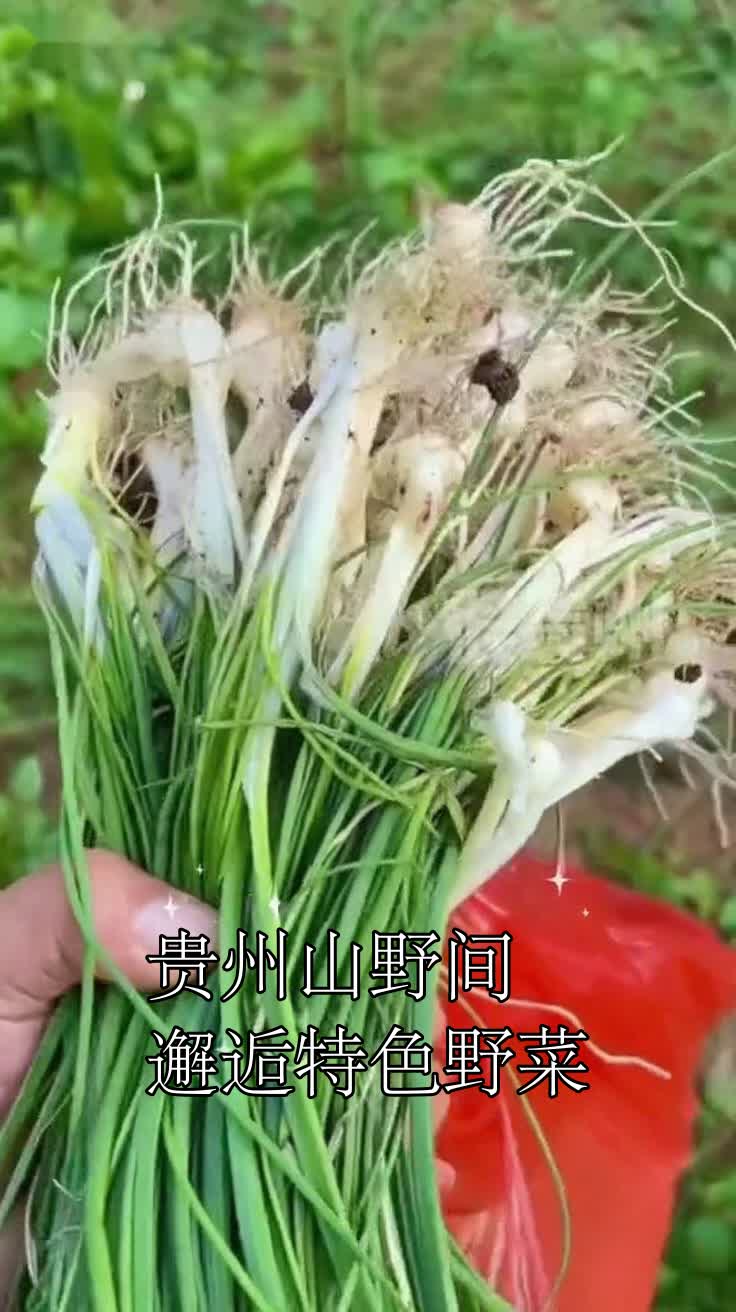 贵州山野间,邂逅特色野菜