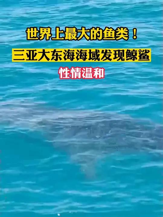 鲸鲨现身三亚大东海海域,鲸鲨是世界上最大的鱼类,性情温和。三亚 大东海惊现鲸鲨