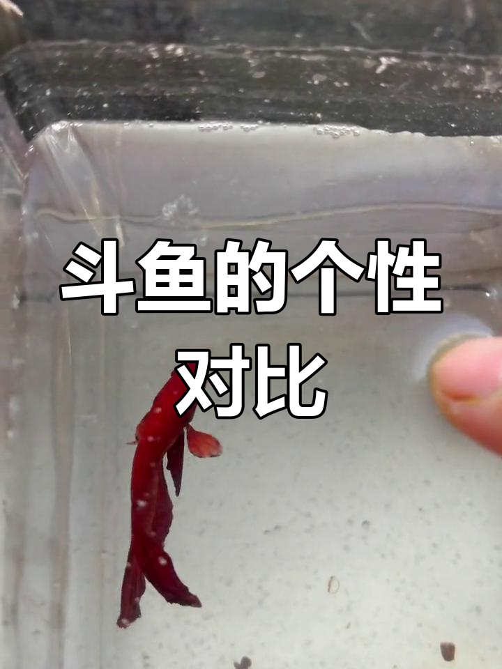 斗鱼脾气大,红色蓝色差异明显