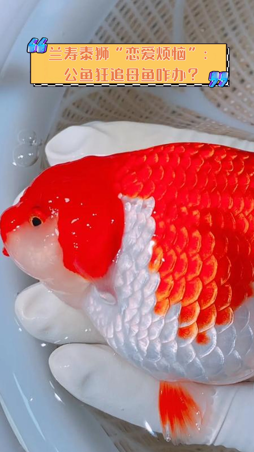 兰寿泰狮“恋爱烦恼”:公鱼狂追母鱼咋办?