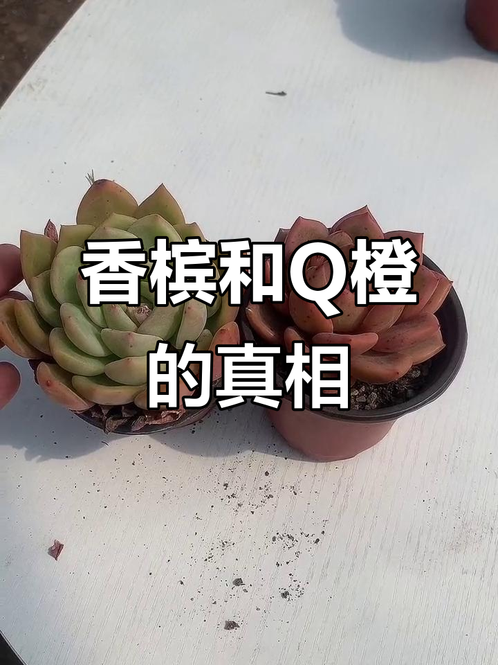 香槟与Q橙的区别，原来它们是同一种多肉植物