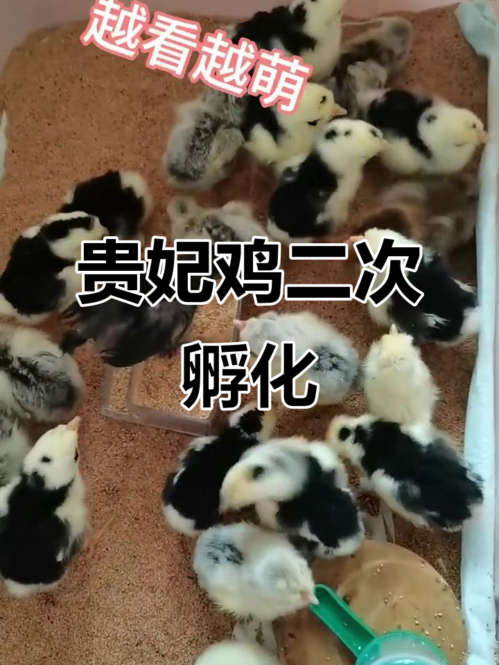第二次孵化,贵妃鸡破壳,萌态十足,心都化了!