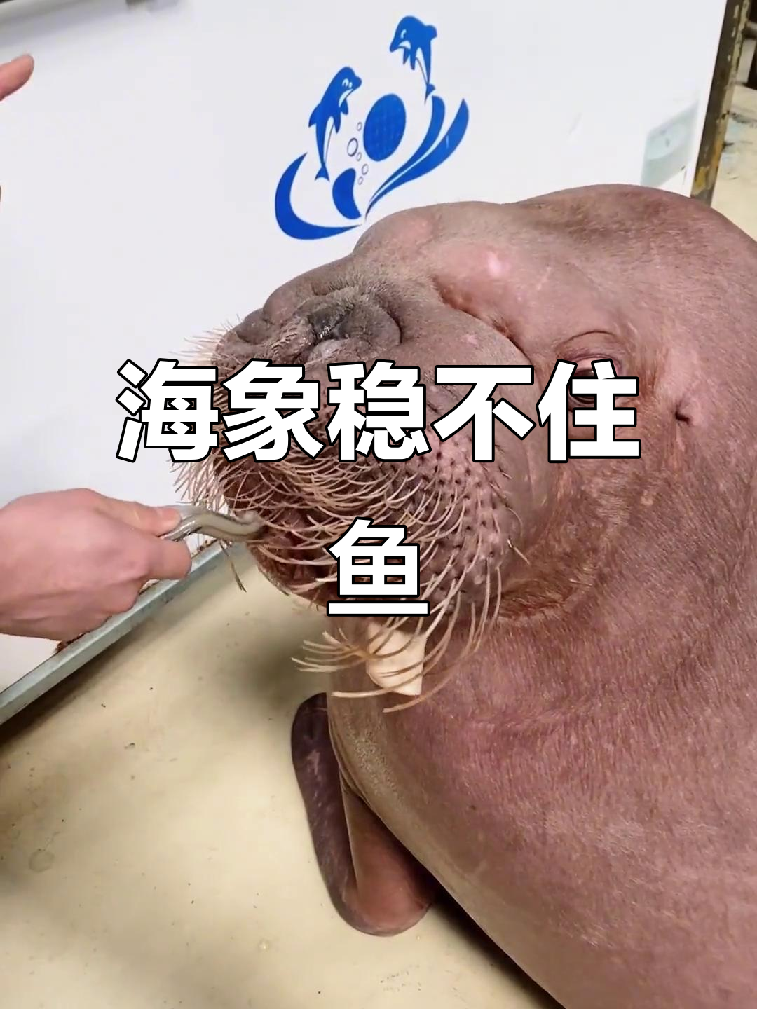 海象嘟嘟挑战稳鱼大作战,一秒都忍不住笑出声!