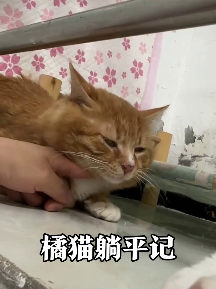 橘猫被逗到摊平,下巴一抬秒变表情包