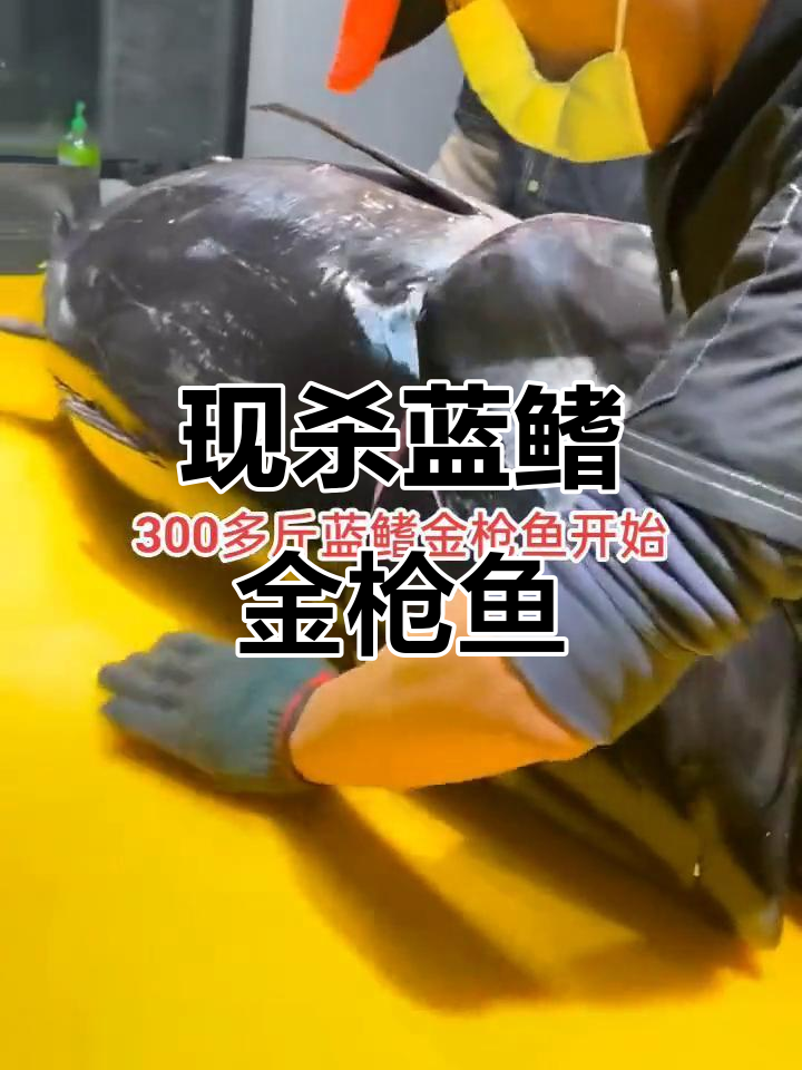 300斤蓝鳍金枪鱼现杀,真空包装一斤多一块