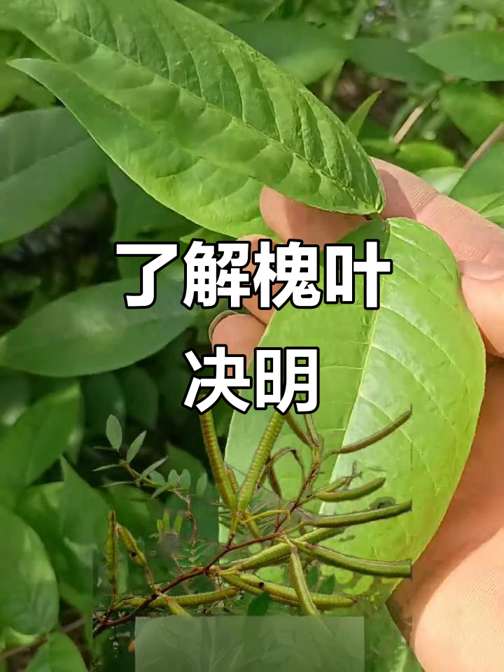 槐叶决明:药用草本植物的秘密