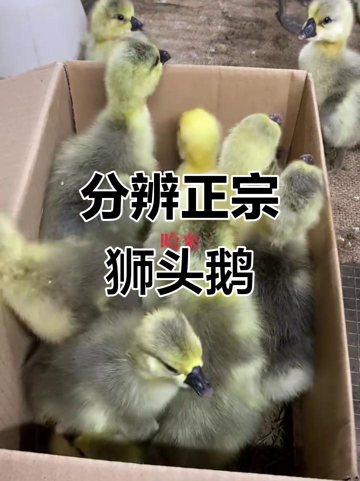 正宗狮头鹅特征揭秘:如何辨别特大种白色骨架