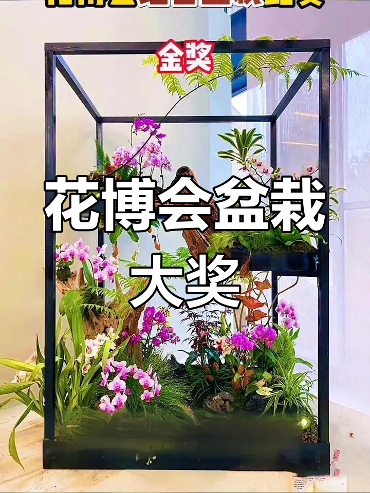 花博会组合盆栽大赛:特等奖与金奖作品惊艳亮相