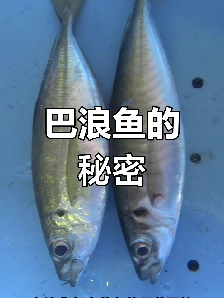 巴浪鱼分两种,养殖与野生区别大