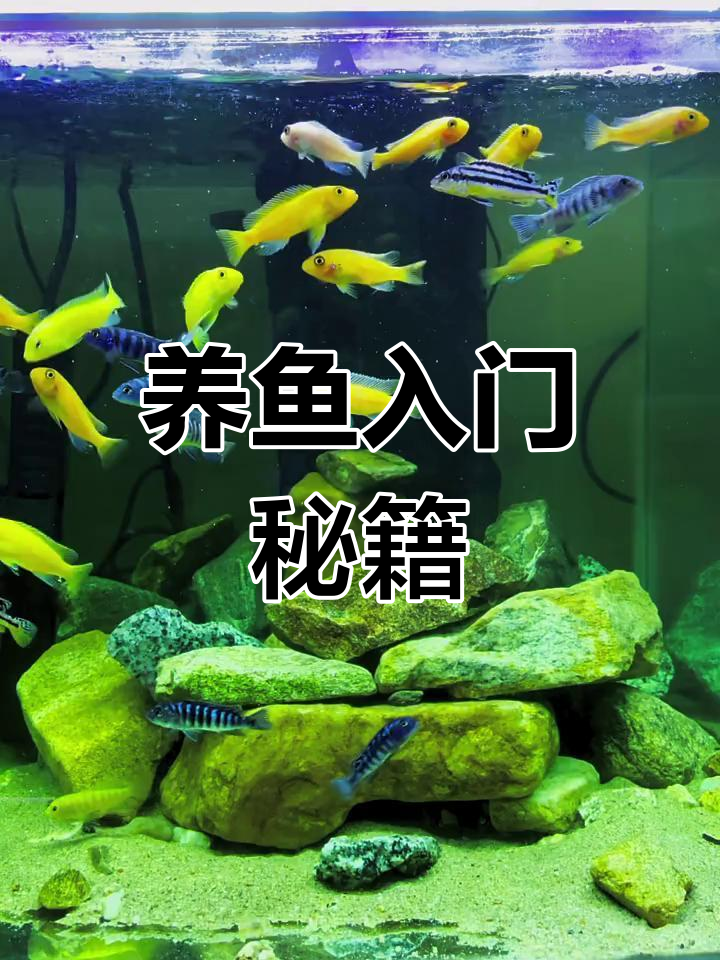 初学者养鱼指南,感谢支持!
