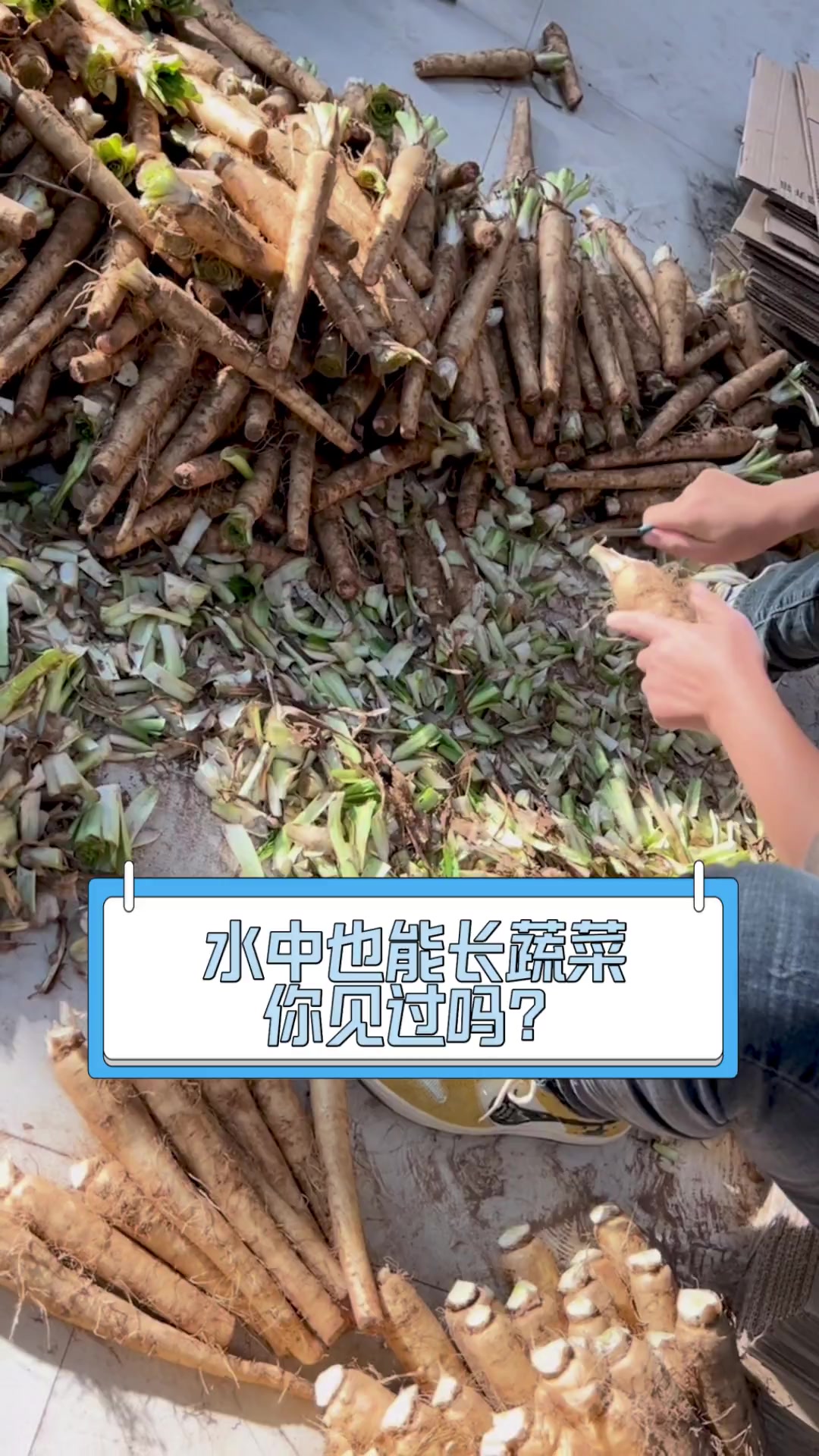 水中也能长蔬菜,你见过吗?