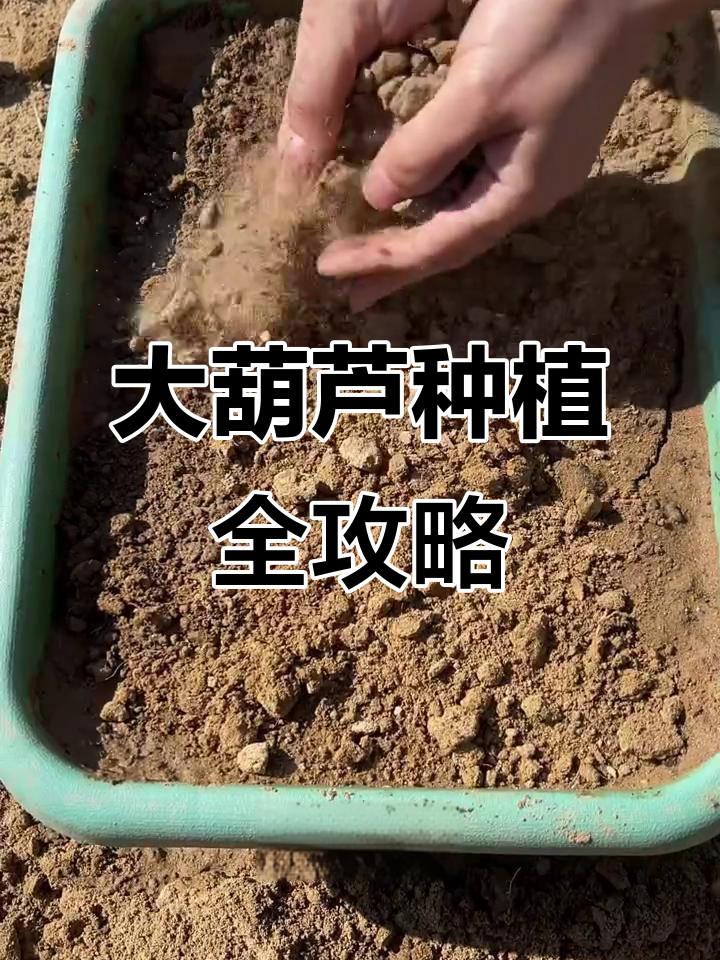巨型牙瑶葫芦种植技巧,轻松学会大葫芦养护