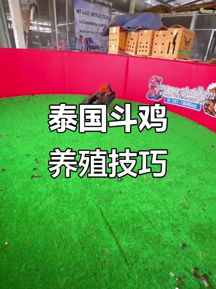 泰国斗鸡养殖技术大揭秘,优质鸡苗选择指南