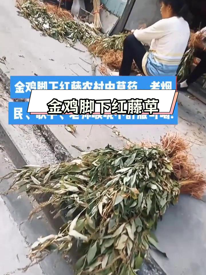 农村草药缓解喉咙不适,适合老师、歌手和老烟民