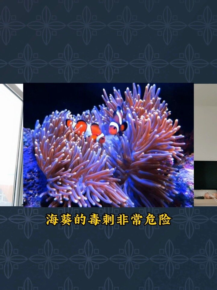 海葵与小丑鱼的和谐共生