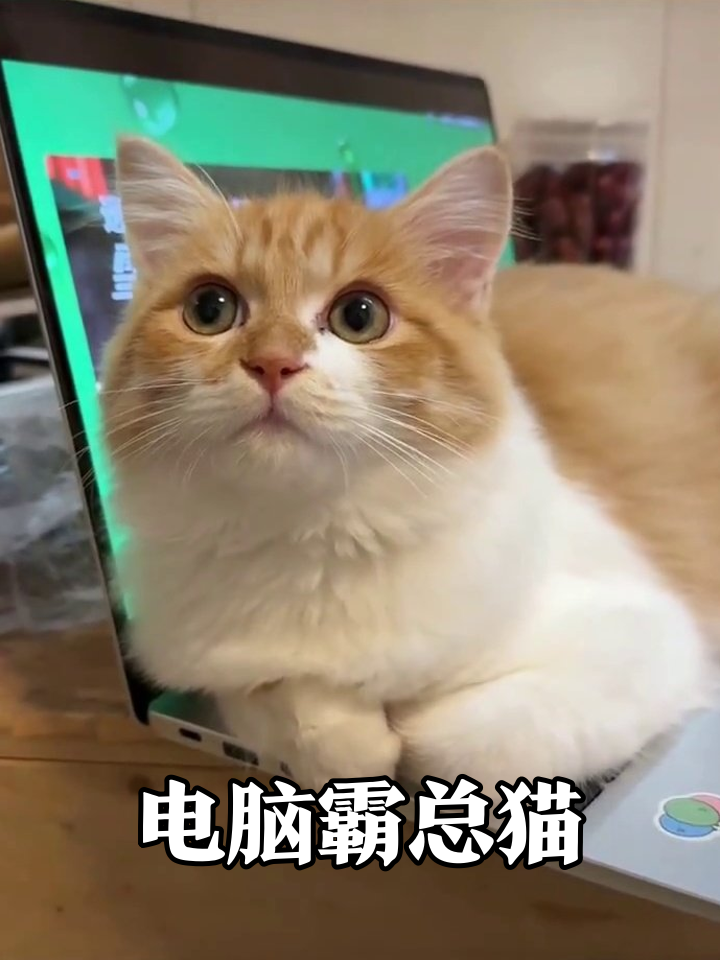 橘白猫咪霸占笔记本电脑,瞪大眼睛一脸呆萌可爱