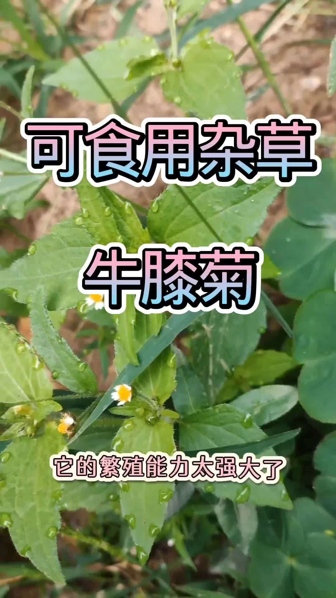 可食用野菜～牛膝菊