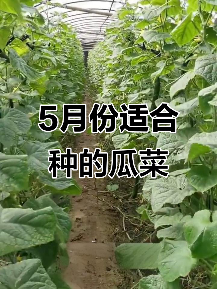 5月种瓜类薯类蔬菜最佳,别错过!
