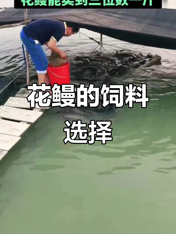 花鳗养殖秘诀:这些食物让它们快速长大,卖三位数一斤