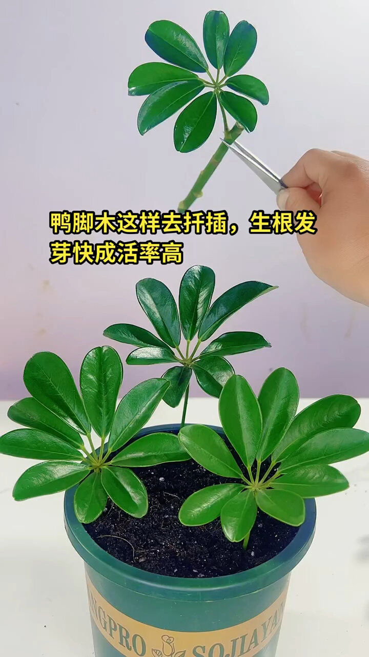 鸭脚木 “自己扦插 ”扦插 鸭脚木又叫八方来财有的地方也叫它