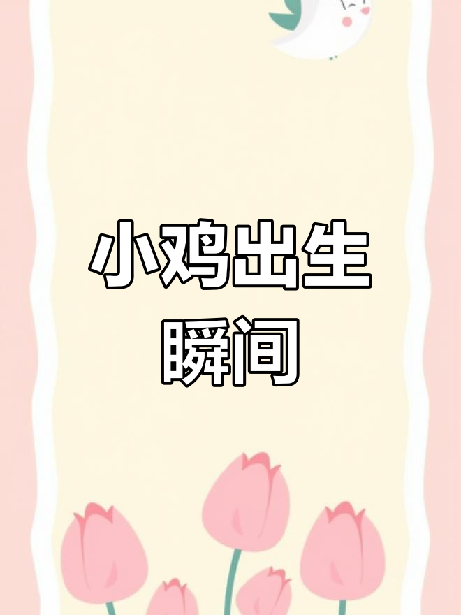 小鸡破壳全过程,生命奇迹不容错过