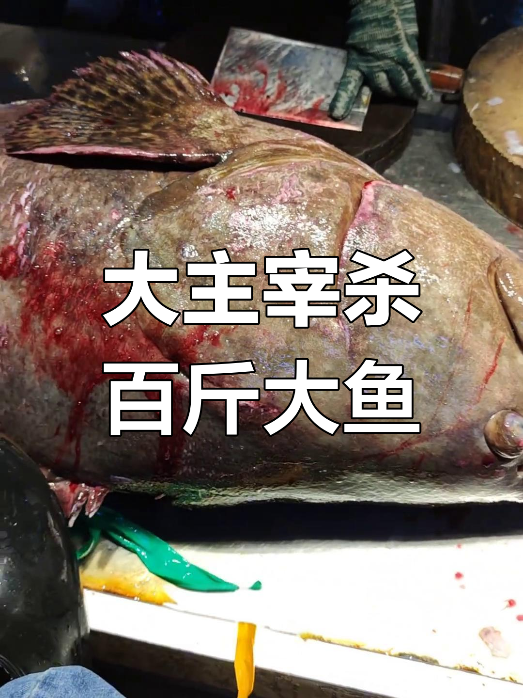 100斤大鱼如何处理?杀鱼的惊险与刺激全过程