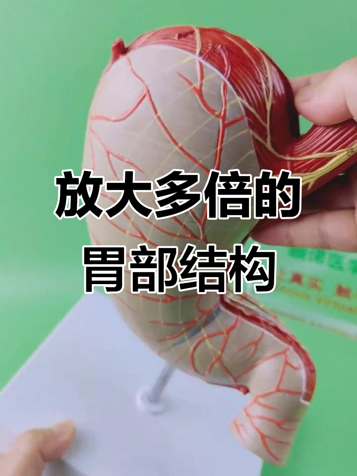 1.5倍放大胃部解剖模型,细节清晰可见