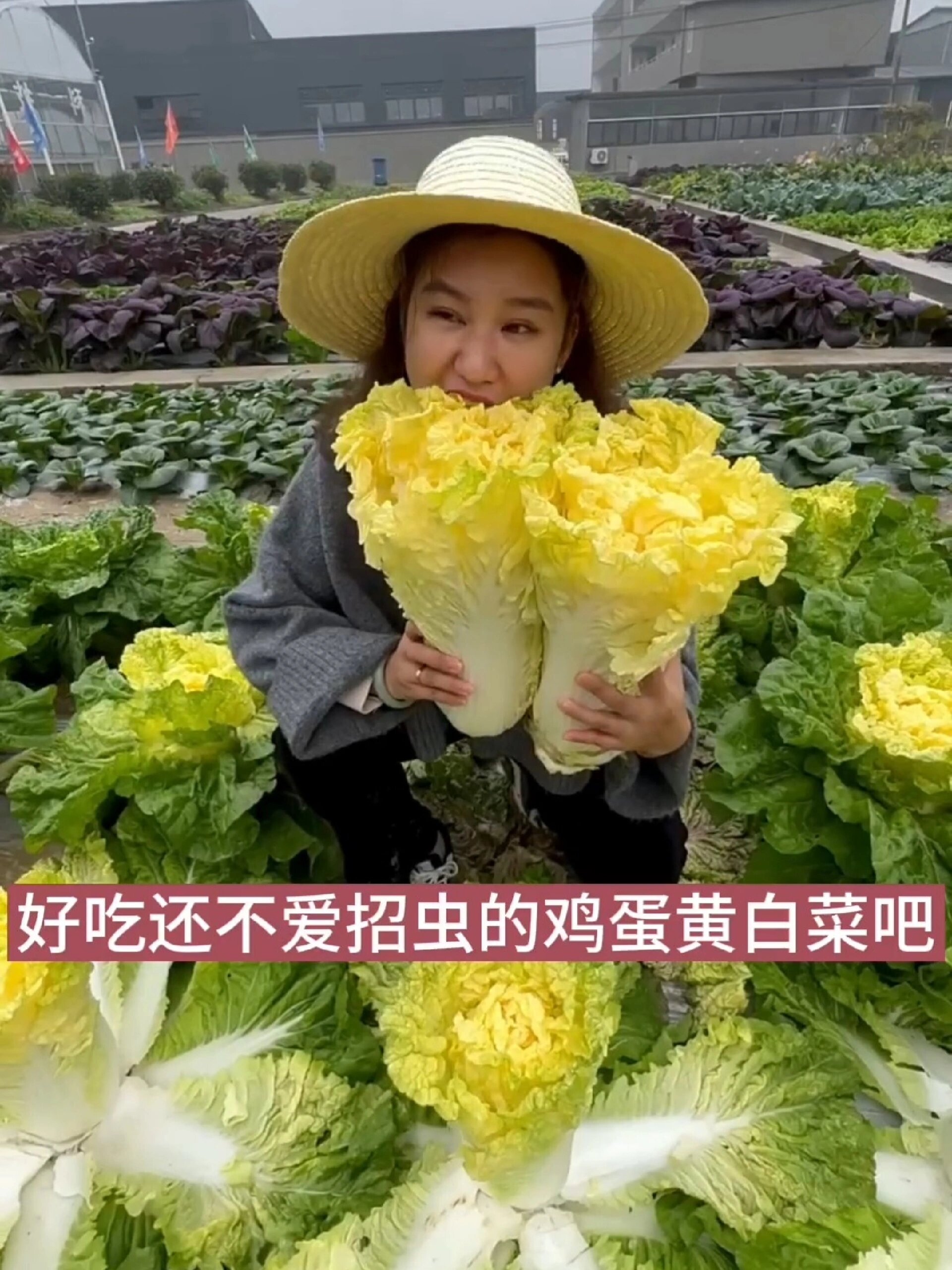 立秋以后种植的大白菜品种,黄心大白菜!