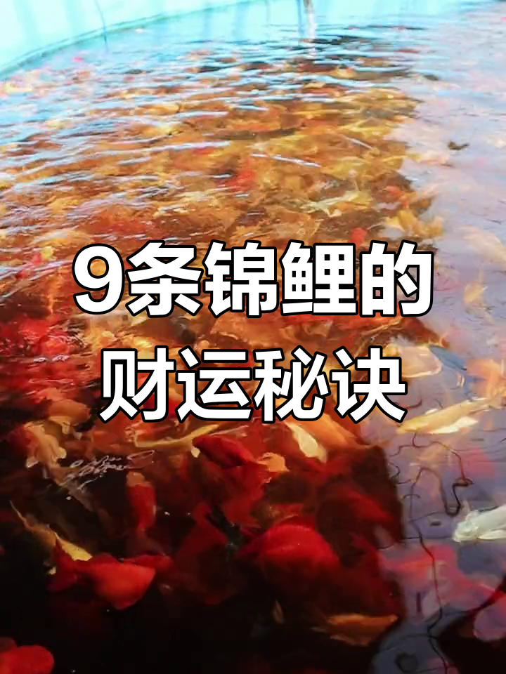 养九条锦鲤的风水寓意,如何搭配颜色最招财?