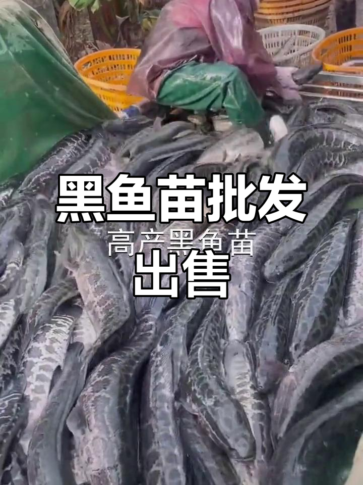 优质黑鱼苗批发，送货上门服务