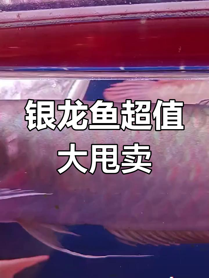 水族批发市场银龙鱼价格揭秘