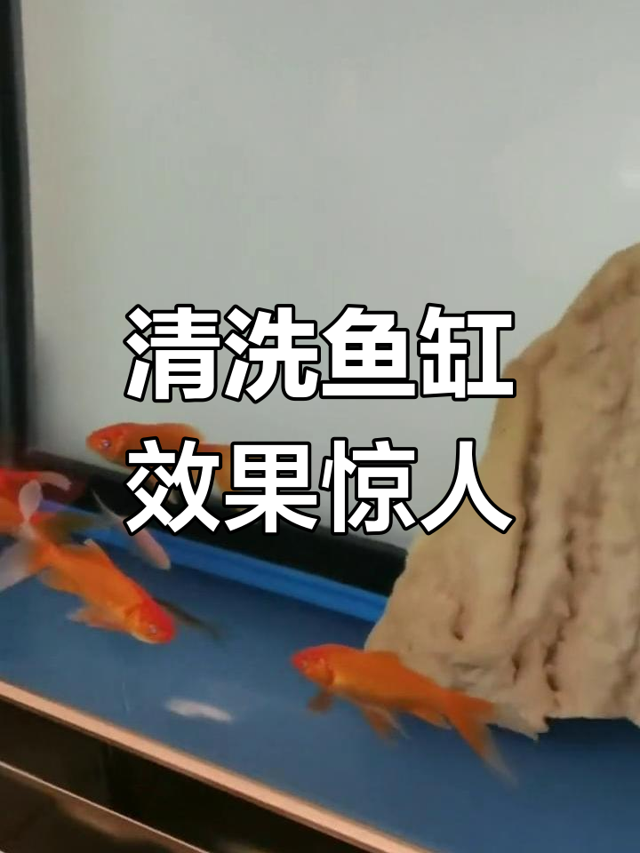 文山鱼缸清洗大变身,小鱼清晰可见