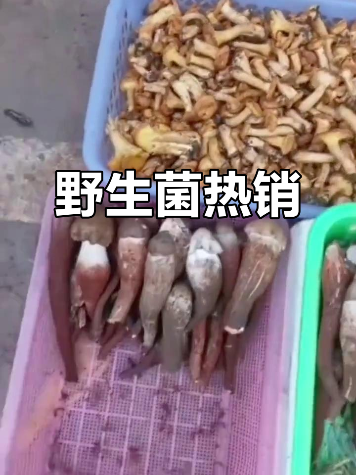 云南野生菌上市,市场热闹非凡,多种品种应有尽有
