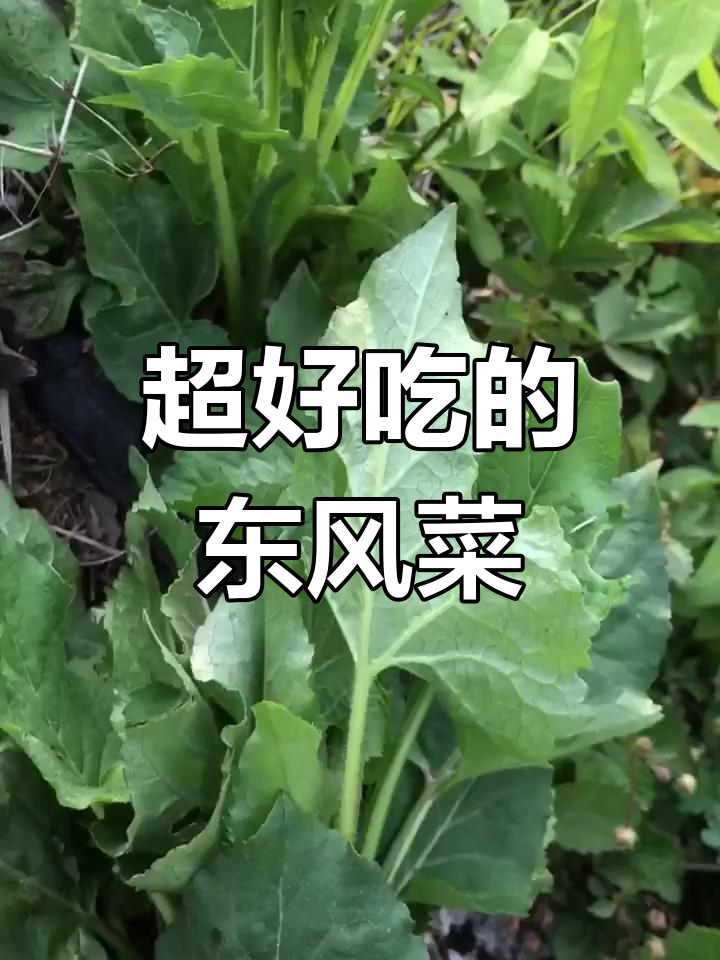 东风菜:美味野菜的独特魅力,包饺子、凉拌都超赞