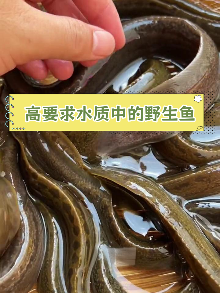 刺鳅鱼:稀有河鲜的瑰宝