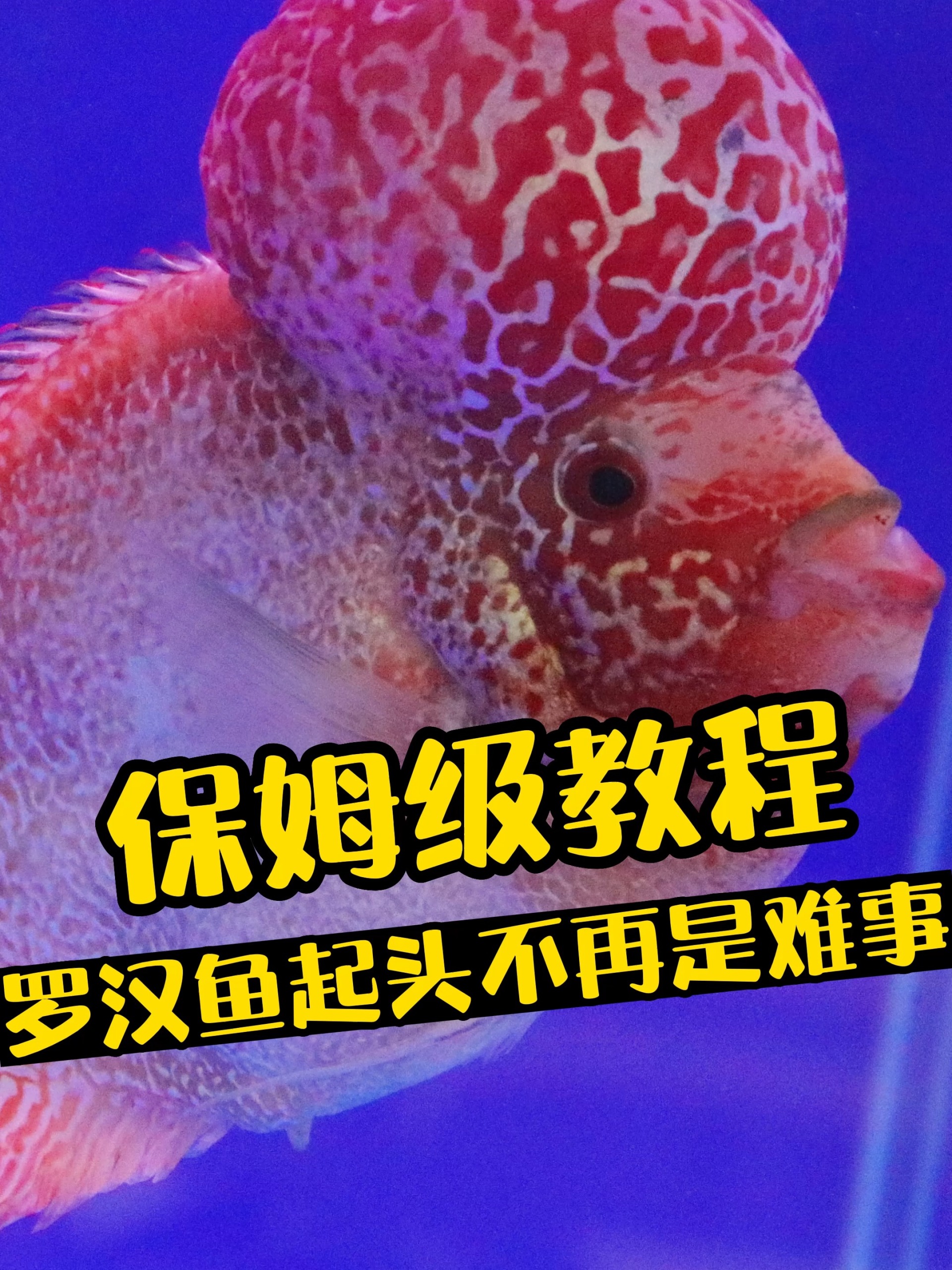 罗汉鱼起头不再是难事