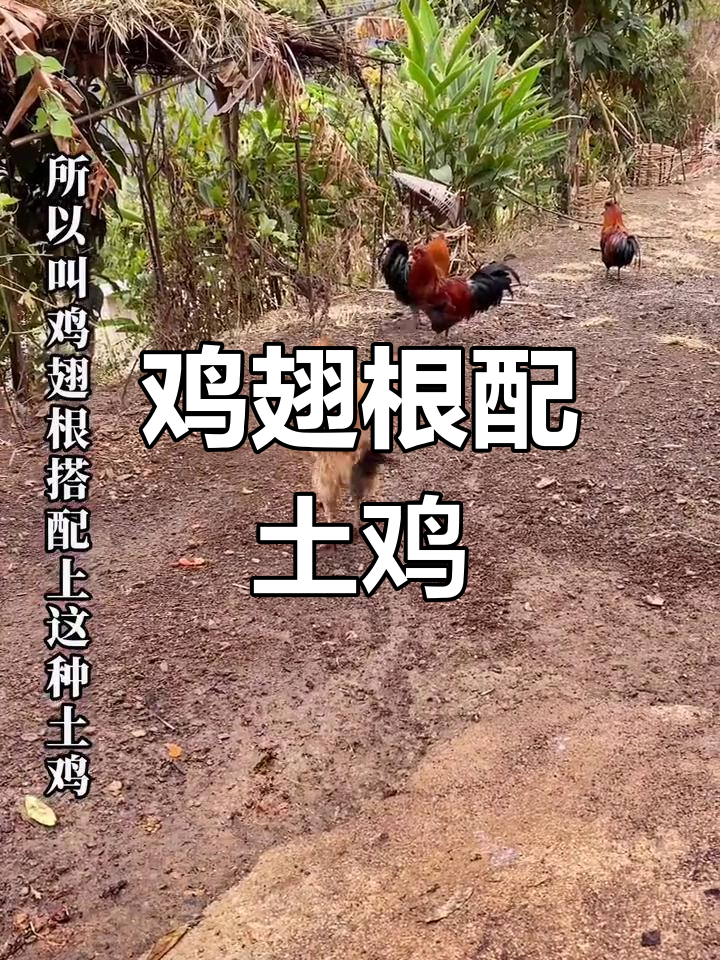 鸡刺根与土鸡的完美搭配,香气扑鼻让人无法抗拒