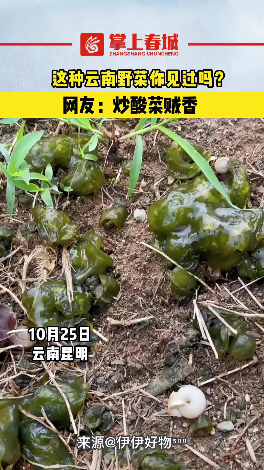 这种云南野菜你见过吗?云南野菜 特色美食 2022年云南昆明网络文化节 作者@伊伊好物