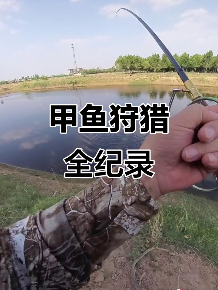 精彩甲鱼捕猎,高清记录全过程!