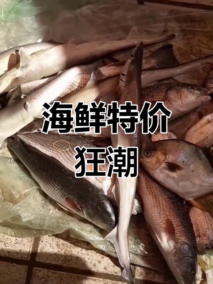 遂溪海鲜大促销,鲨鱼10元一斤,金鲳4块!
