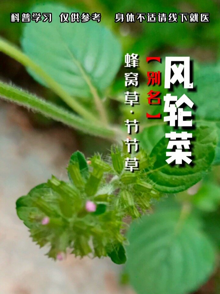 每天认识一味中草药风轮菜