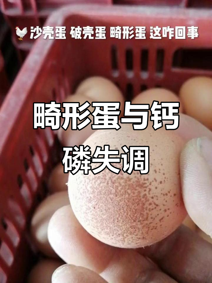 沙壳蛋、破壳蛋和畸形蛋的原因分析,如何防治?