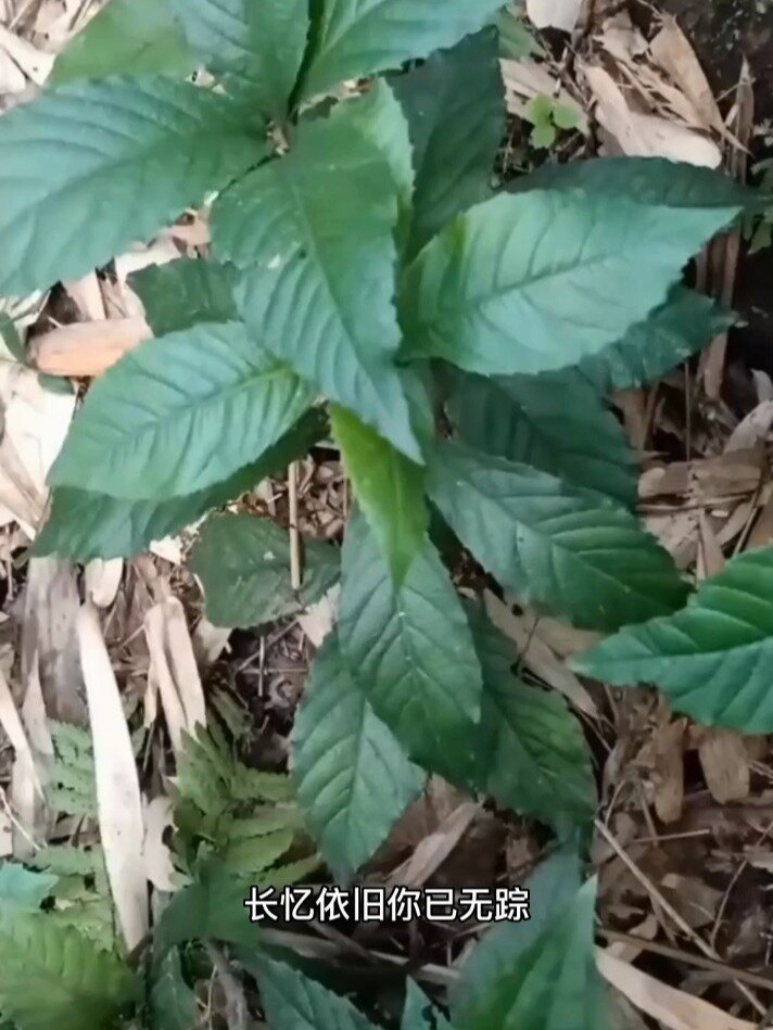 紫金牛:别名矮地菜、矮地茶、平地木等