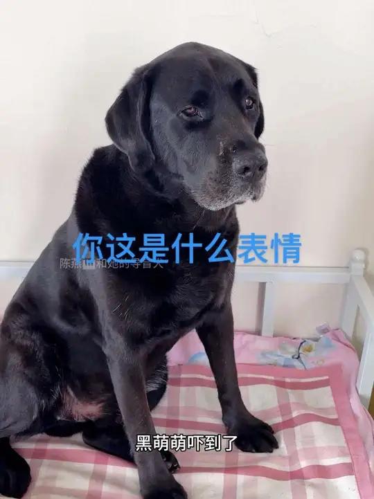 辉姐送给我们两只溜的鸡。鸡胸和鸡腿肯定要切下来给萌萌吃。大伟在剁鸡肉。再看看导盲犬黑萌萌,