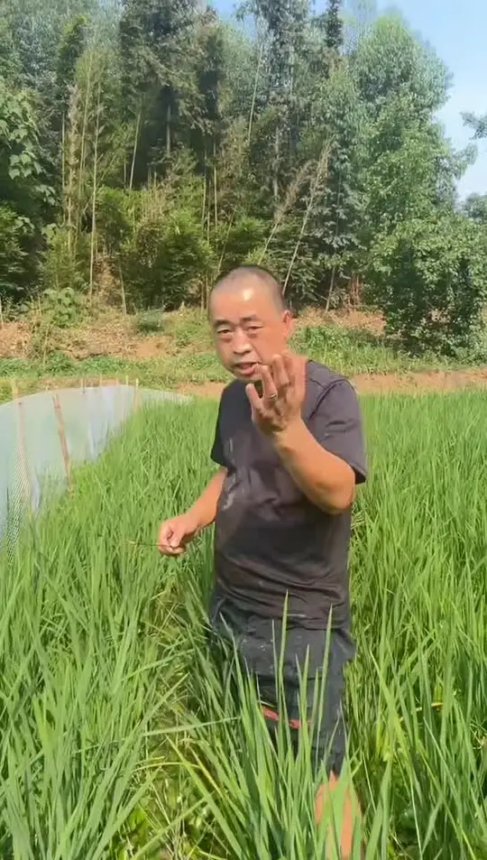 今天家人想吃鳝鱼,去菜市场一看野生的六十元一斤太贵了