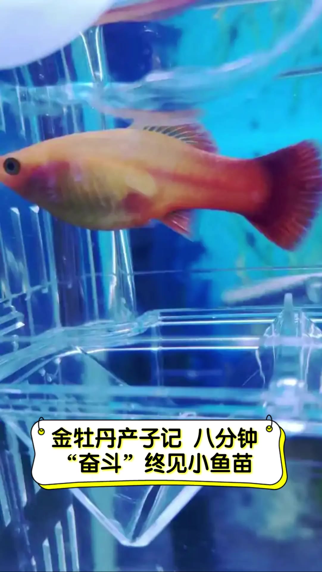 金牡丹产子记,八分钟“奋斗”终见小鱼苗