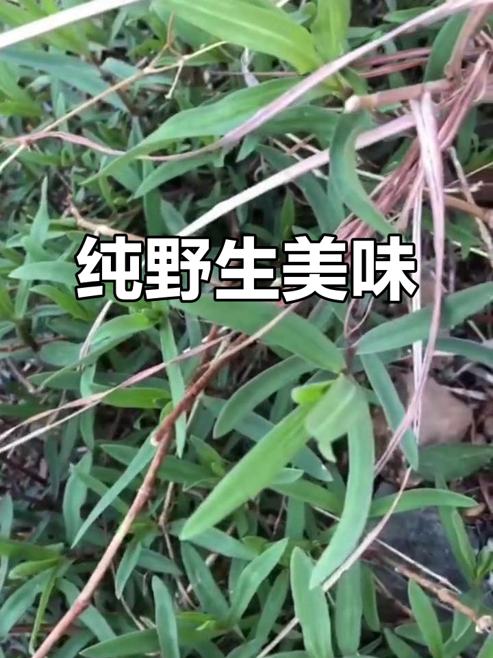 大山中的纯净野菜，马莲菜的独特吃法与做法分享