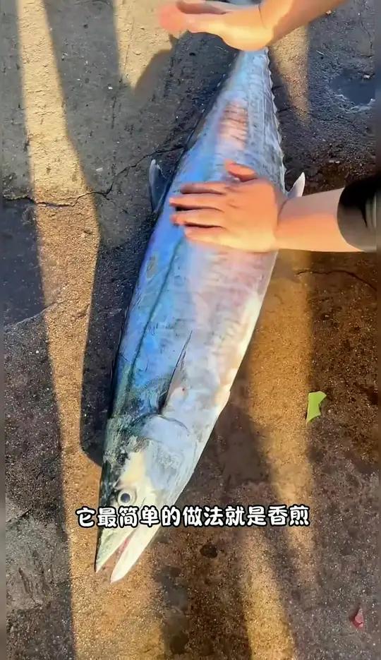 新鲜大马鲛鱼到家超方便!坏了就退不怕麻烦